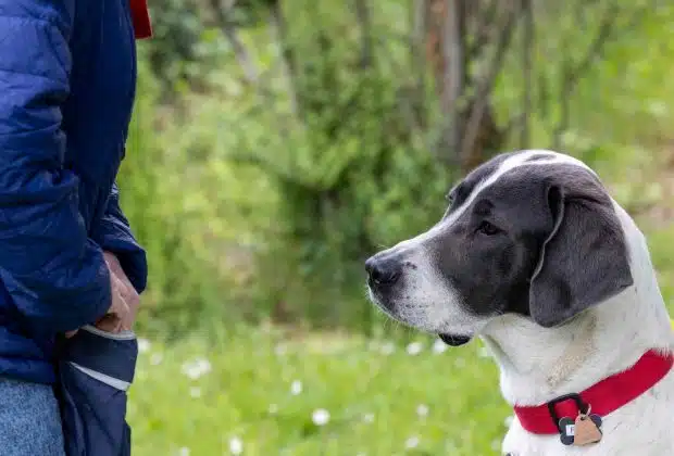 éducateur canin