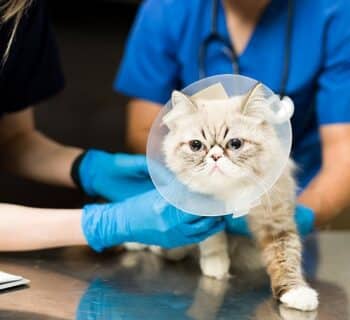 Les étapes pour souscrire à une assurance santé pour chat