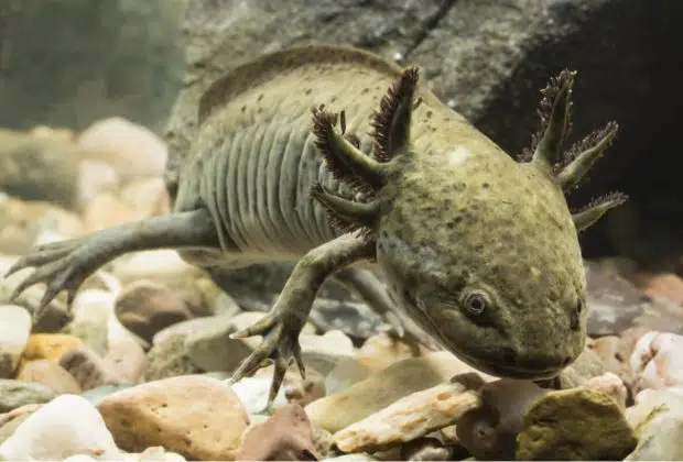 axolotl